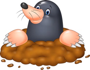 Maulwurf bei der Arbeit